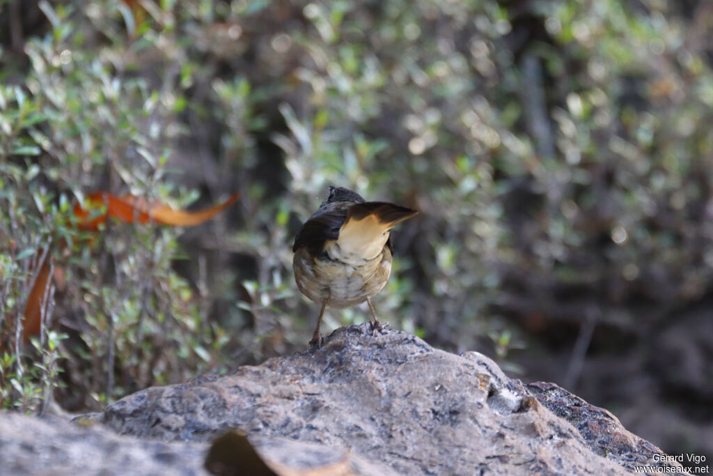 Buff-rumped Warbleradult