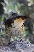 Buff-rumped Warbler