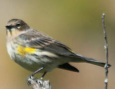 Myrtle Warbler