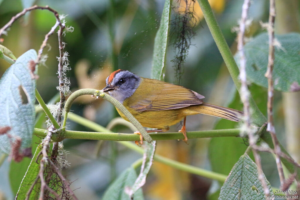 Russet-crowned Warbleradult