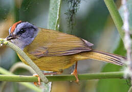 Russet-crowned Warbler