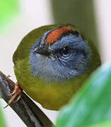 Russet-crowned Warbler