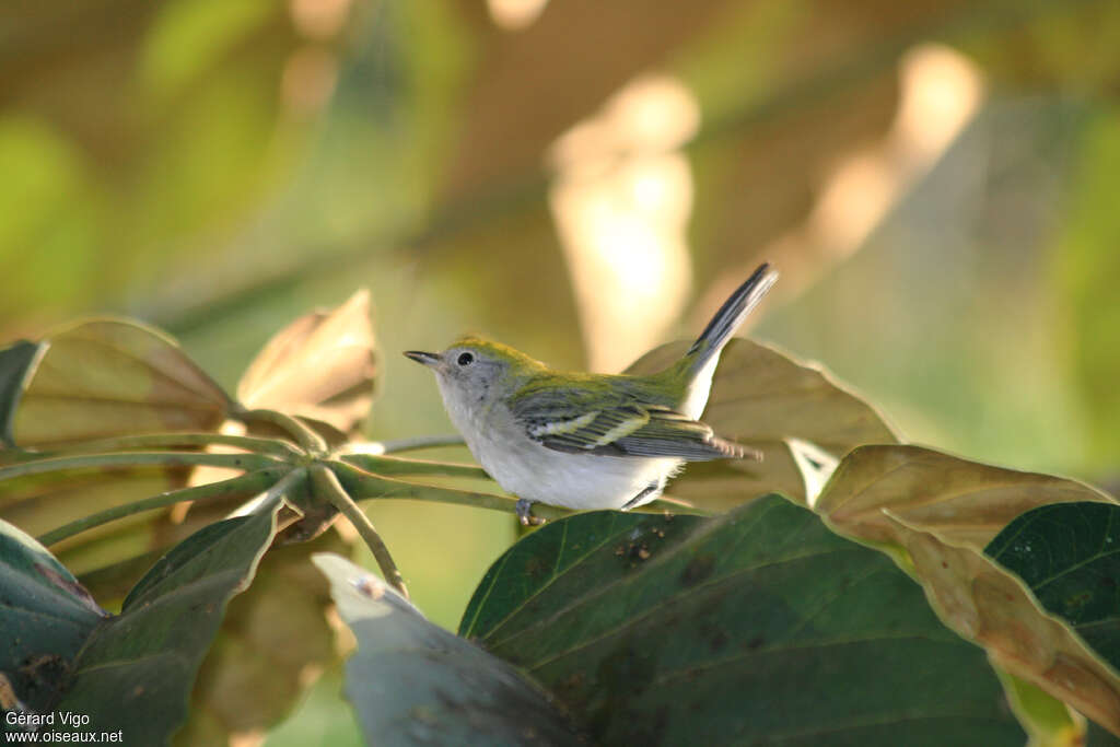 Chestnut-sided Warblerjuvenile, identification