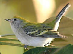 Chestnut-sided Warbler