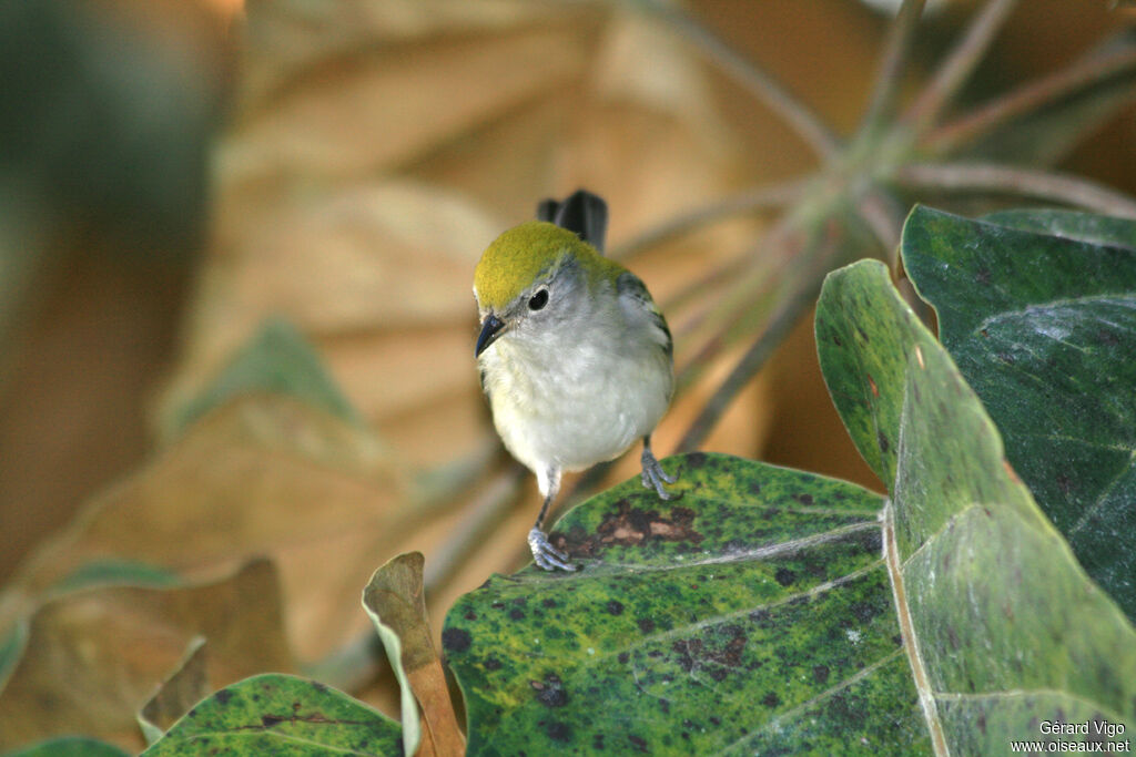 Paruline à flancs marronjuvénile