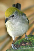 Chestnut-sided Warbler