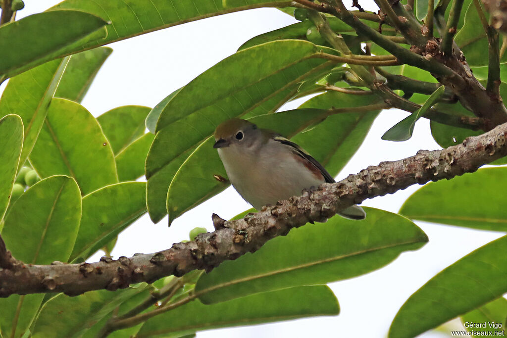 Chestnut-sided Warbleradult transition