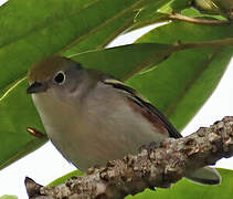 Chestnut-sided Warbler