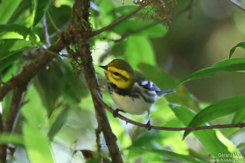 Black-throated Green Warbler male adult