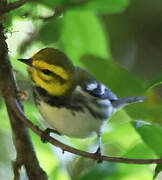 Black-throated Green Warbler