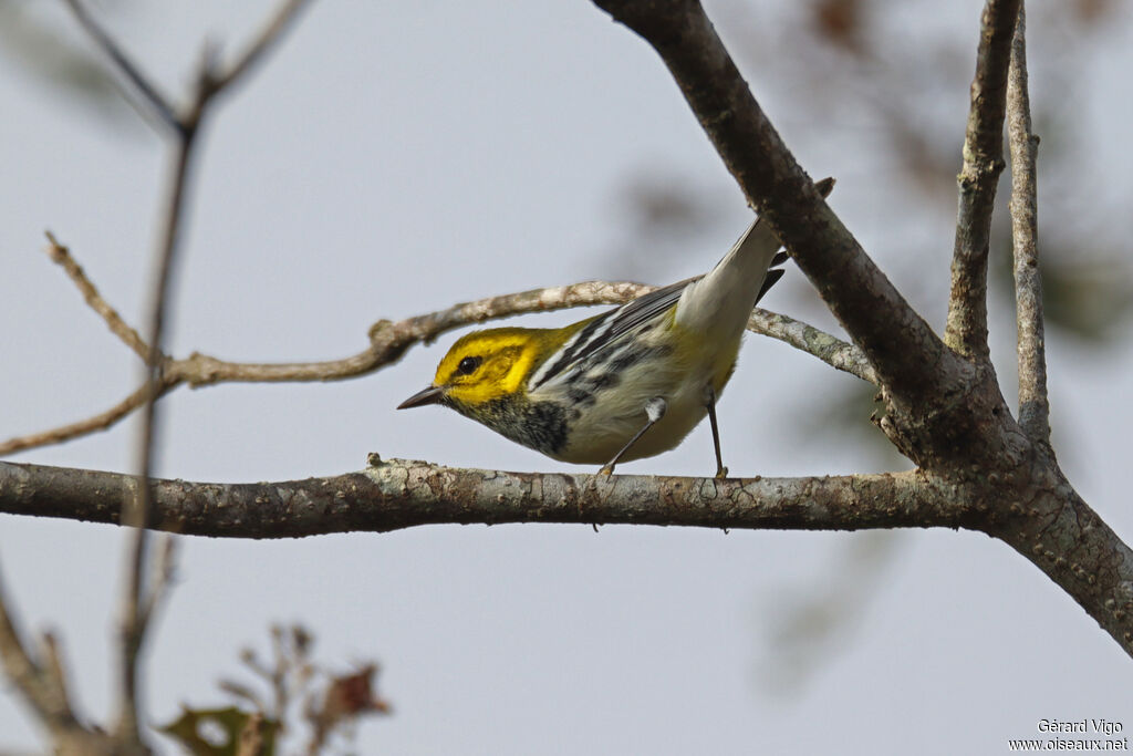 Paruline à gorge noire