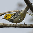 Paruline à gorge noire
