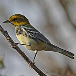 Paruline à gorge noire