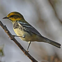Paruline à gorge noire