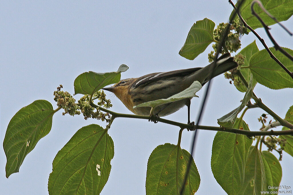 Blackburnian Warbleradult