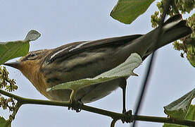 Blackburnian Warbler