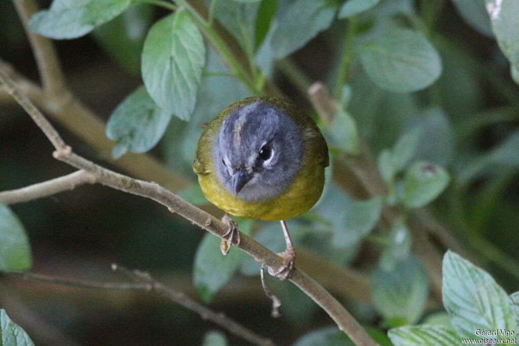 White-lored Warbleradult