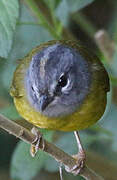 White-lored Warbler