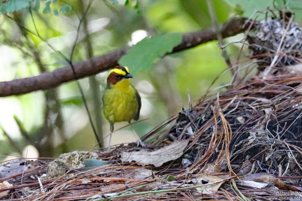 Paruline à sourcils dorés