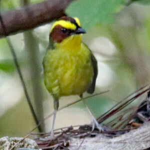 Paruline à sourcils dorés