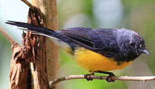 Slate-throated Whitestart