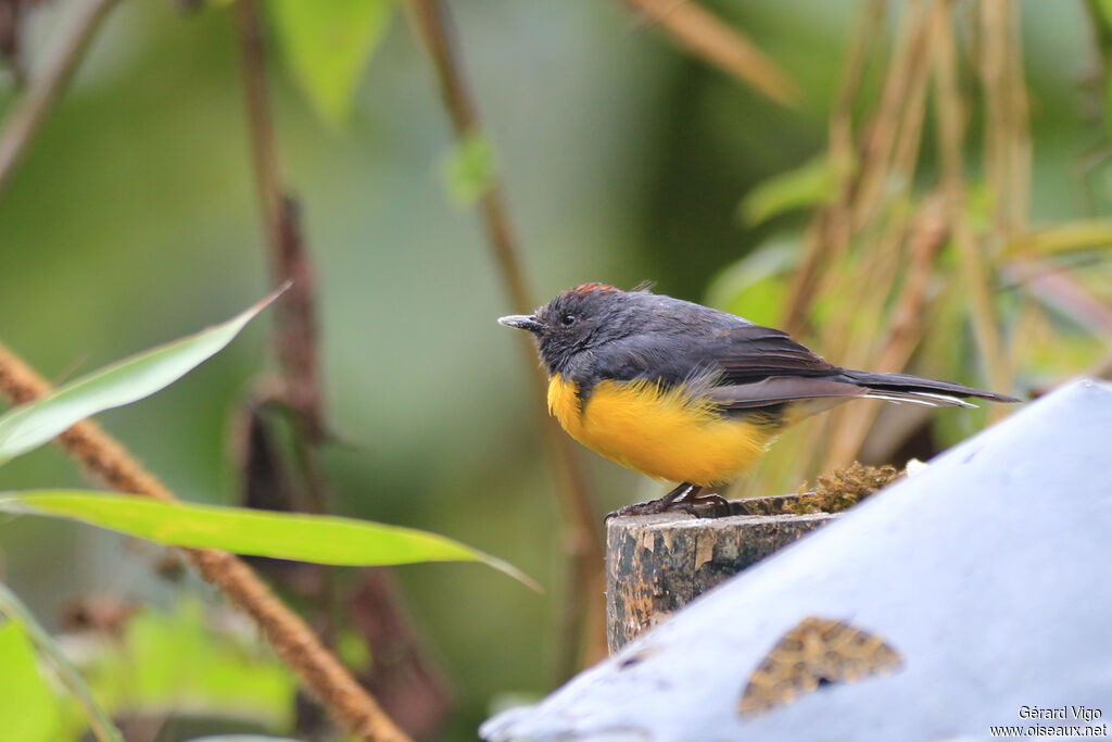 Slate-throated Whitestartadult