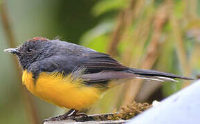 Slate-throated Whitestart