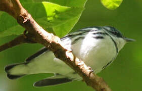 Cerulean Warbler