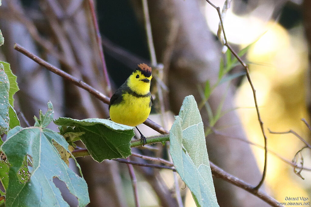 Collared Whitestartadult