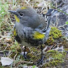 Paruline d'Audubon