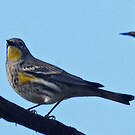 Paruline d'Audubon