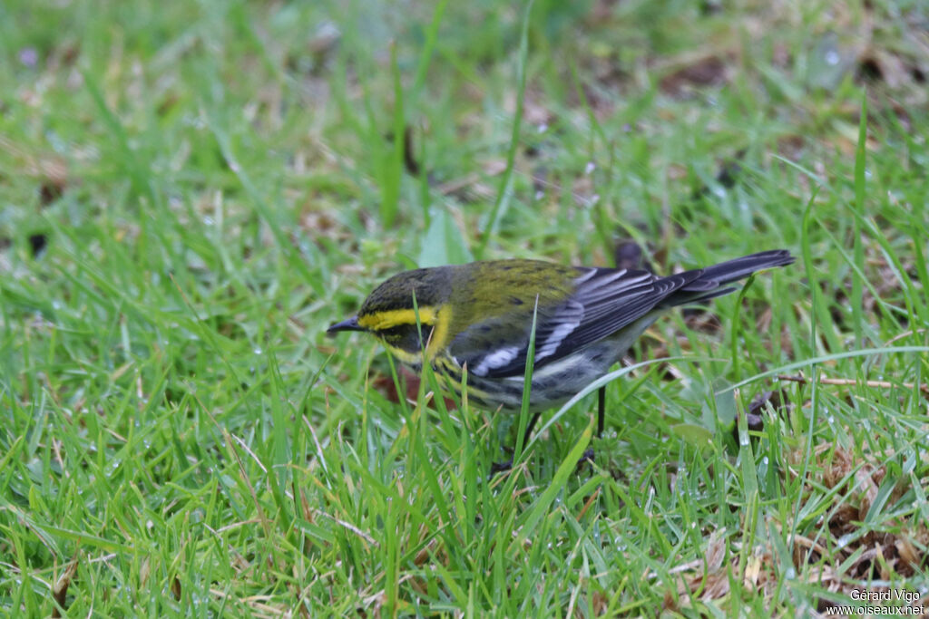 Paruline de Townsend