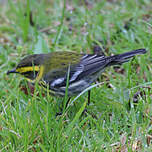 Paruline de Townsend