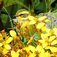 Paruline de Townsend