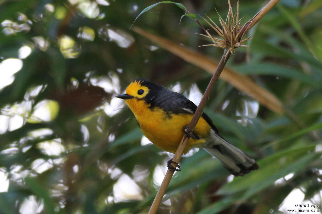 Golden-fronted Whitestartadult