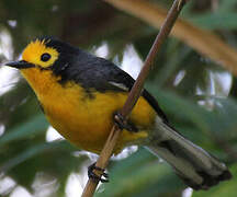 Golden-fronted Whitestart