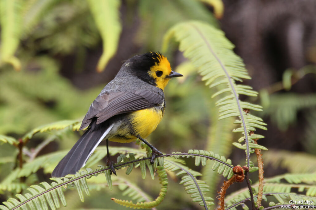 Golden-fronted Whitestartadult