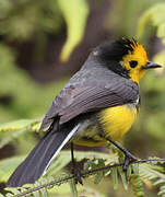 Golden-fronted Whitestart