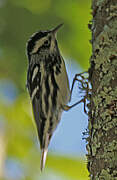 Black-and-white Warbler