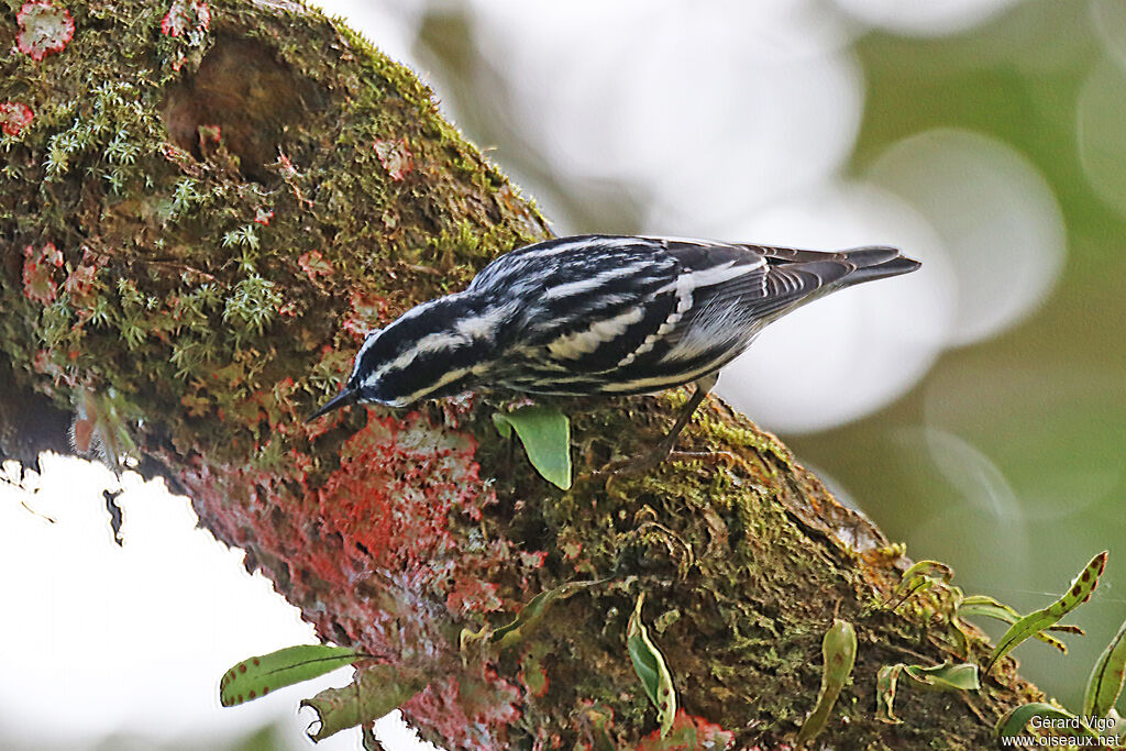 Paruline noir et blancadulte