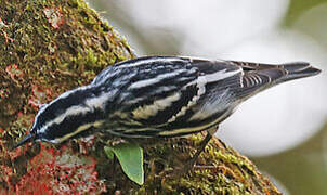 Black-and-white Warbler