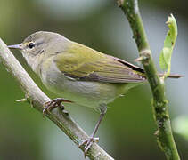 Tennessee Warbler