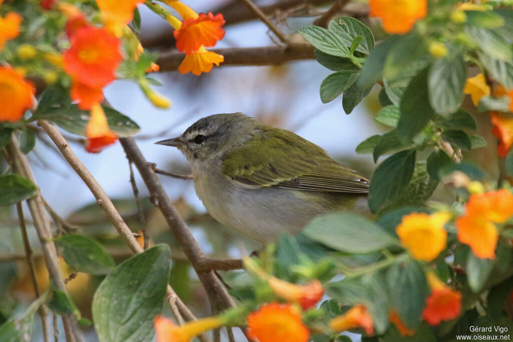 Paruline obscureadulte