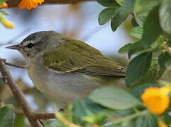 Tennessee Warbler