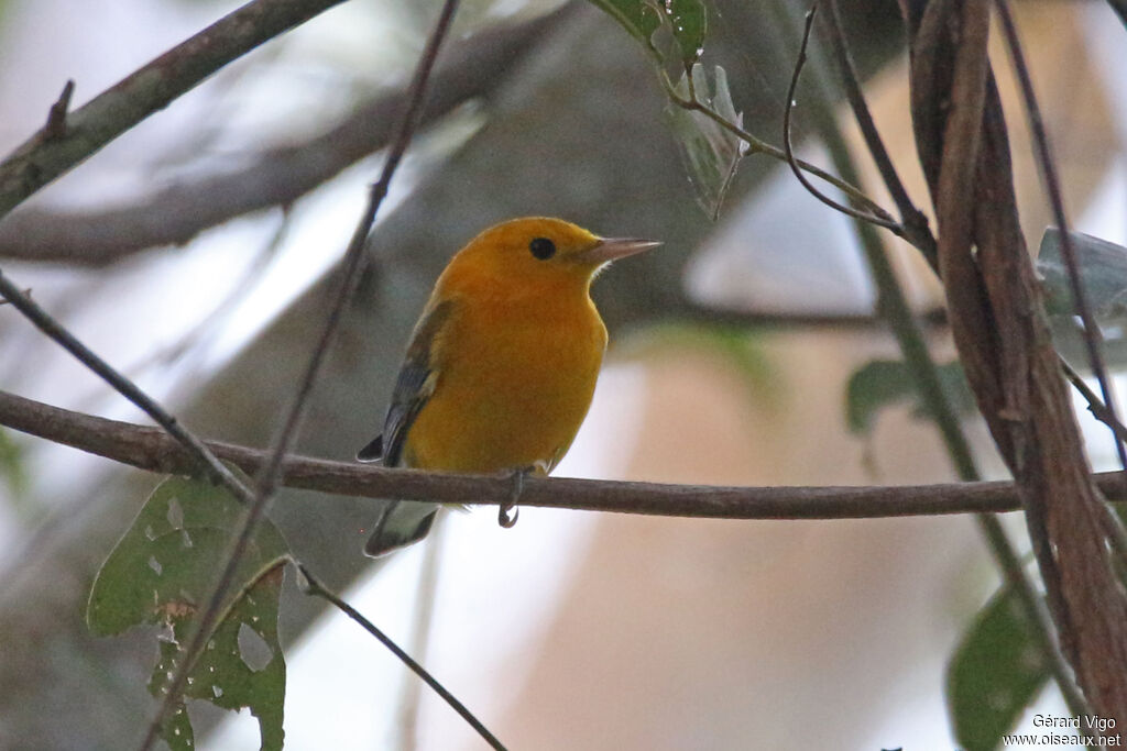 Prothonotary Warbleradult