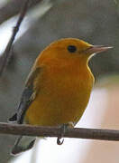 Prothonotary Warbler