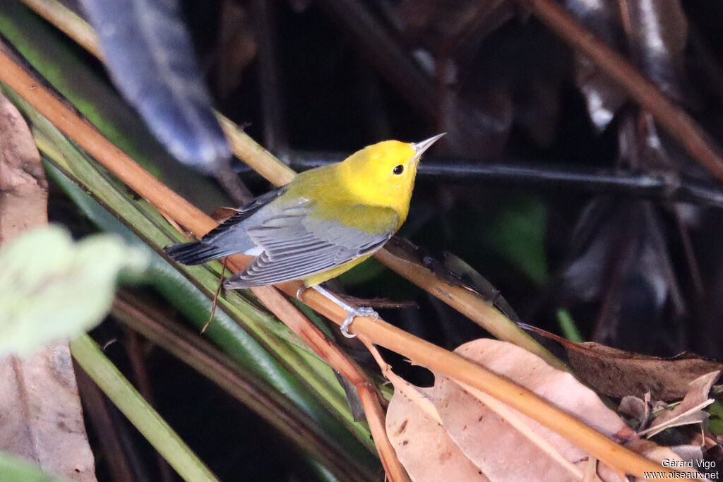 Paruline orangéeadulte