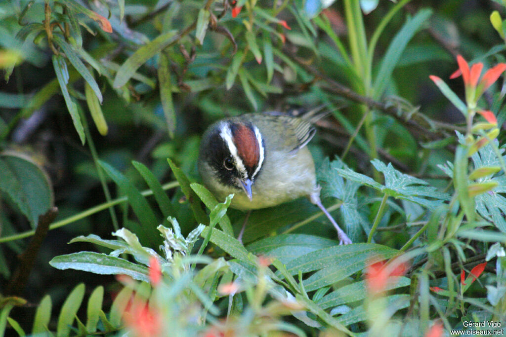 Black-cheeked Warbleradult