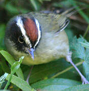 Black-cheeked Warbler