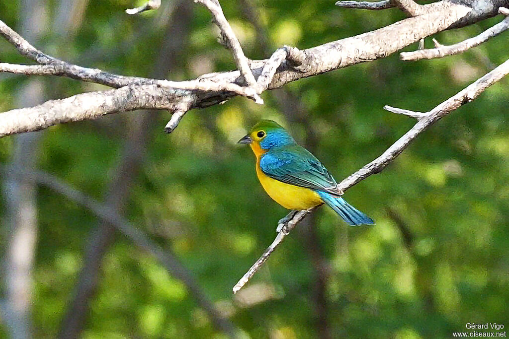 Passerin arc-en-ciel
